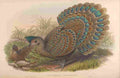 Gould John Malayan Peacock Pheasant A4 Photo Print