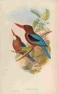 Gould John Manilla Kingfisher A4 Photo Print