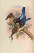 Gould John Mantled Kingfisher A4 Photo Print