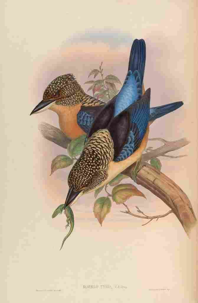 Gould John Mantled Kingfisher A4 Photo Print