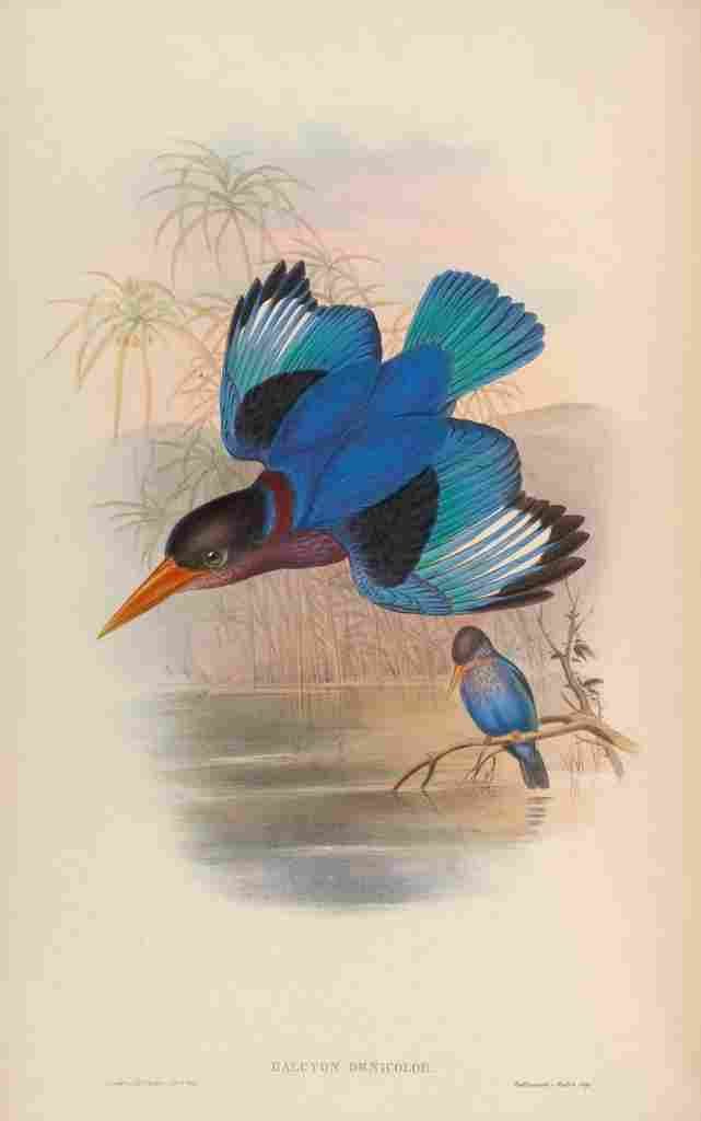 Gould John Many coloured Kingfisher A4 Photo Print