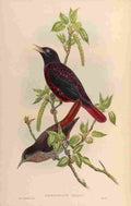 Gould John Maroon Oriole A4 Photo Print