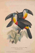 Gould John Monographie der Ramphastiden 1841 Toucan A4 Photo Print