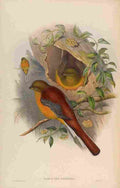 Gould John Mountain Trogon A4 Photo Print