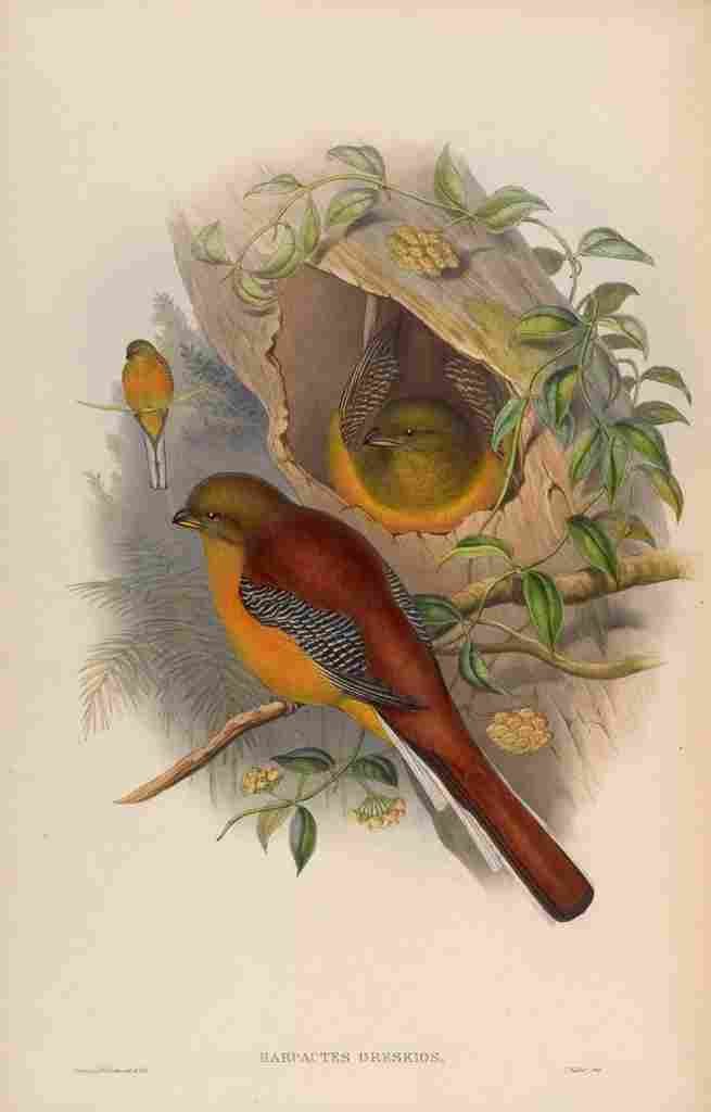 Gould John Mountain Trogon A4 Photo Print