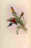 Gould John Mrs Goulds Sun bird A4 Photo Print