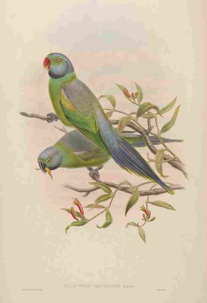 Gould John Mrs Layards Parrakeet A4 Photo Print