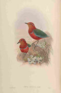 Gould John Necklaced Pitta A4 Photo Print