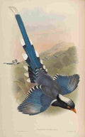 Gould John Nepalese Blue Pie A4 Photo Print