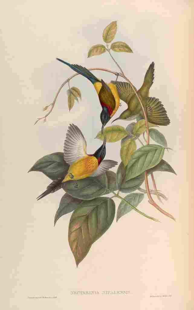 Gould John Nepaulese Sun bird A4 Photo Print