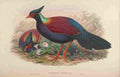 Gould John Otidiphaps A4 Photo Print