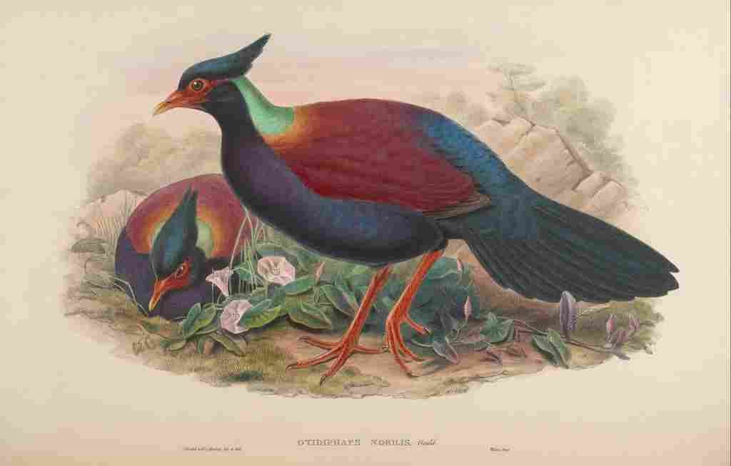 Gould John Otidiphaps A4 Photo Print