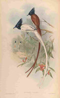 Gould John Paradise Flycatcher A4 Photo Print