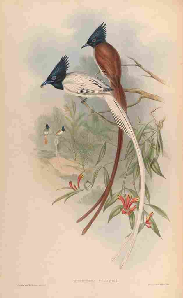 Gould John Paradise Flycatcher A4 Photo Print