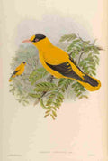 Gould John Philippine Oriole A4 Photo Print