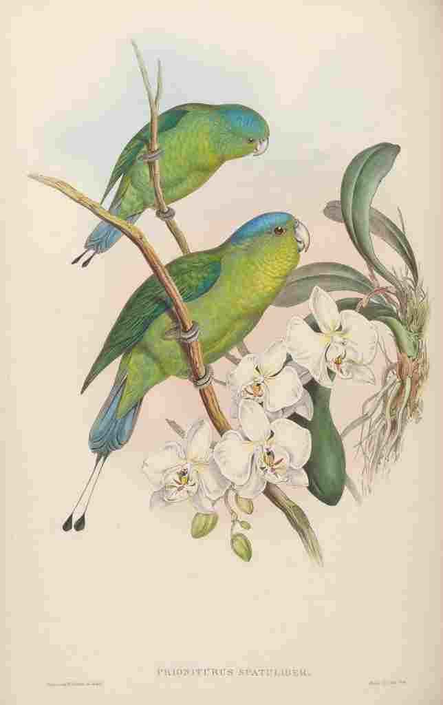 Gould John Philippine Racket tailed Parrot A4 Photo Print