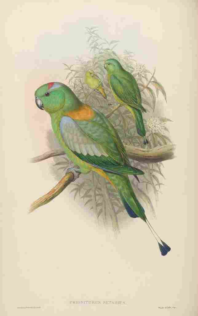Gould John Racket tailed Parrot A4 Photo Print