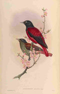 Gould John Red Oriole A4 Photo Print