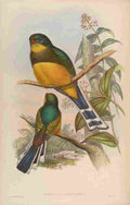 Gould John Reinwards Trogon A4 Photo Print