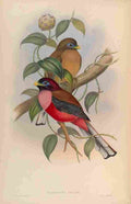 Gould John Rosy breated Trogon A4 Photo Print