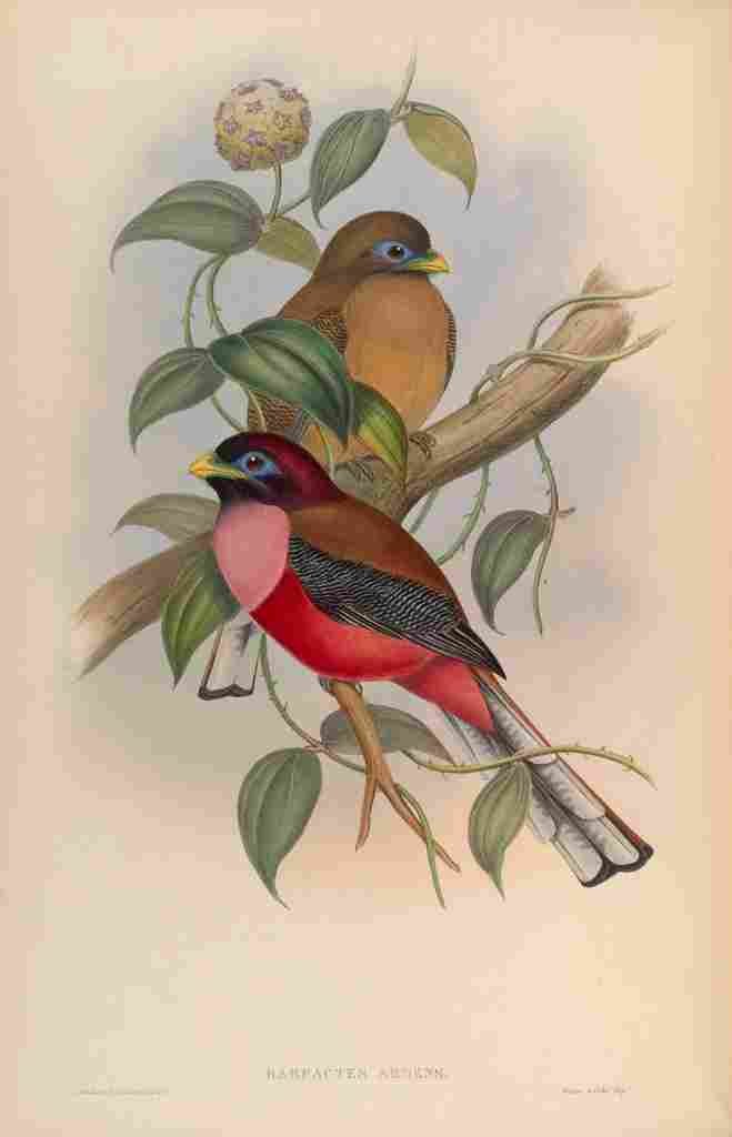 Gould John Rosy breated Trogon A4 Photo Print