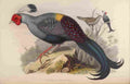 Gould John Siamese Fire back A4 Photo Print
