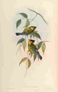 Gould John Spotted Tit A4 Photo Print