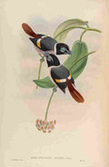 Gould John Steeres Broadbill A4 Photo Print