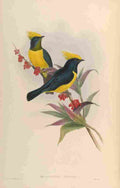 Gould John Sultan Tit A4 Photo Print