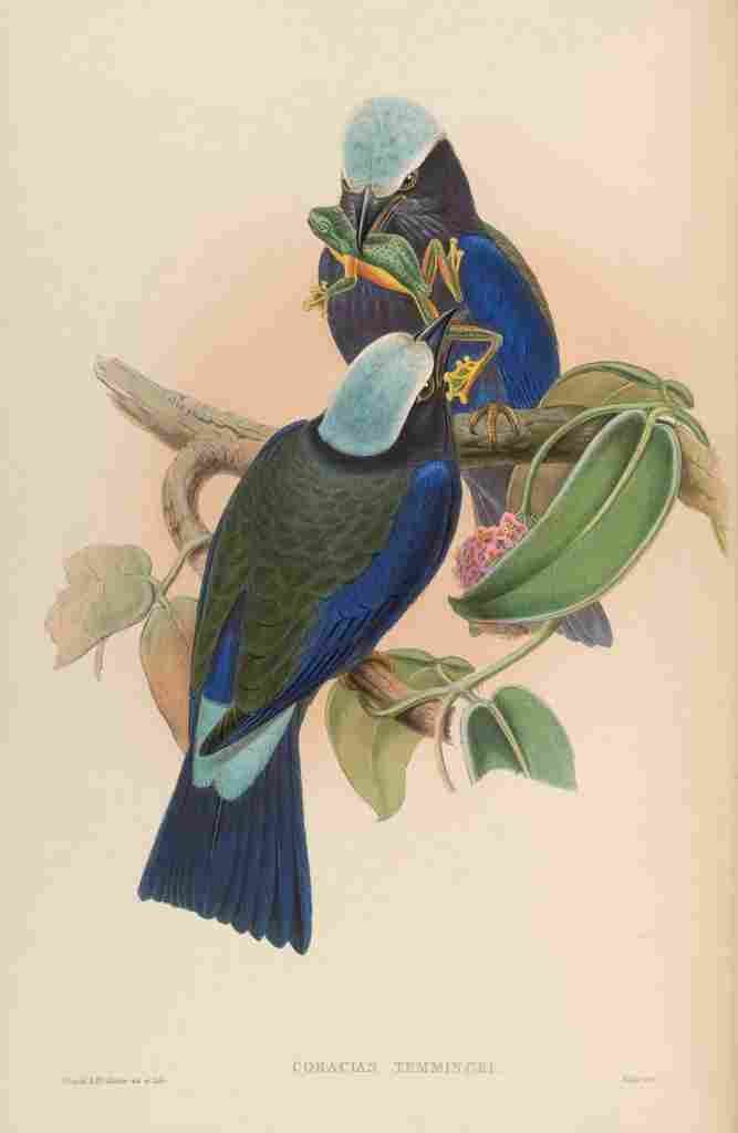 Gould John Temmincks Roller A4 Photo Print