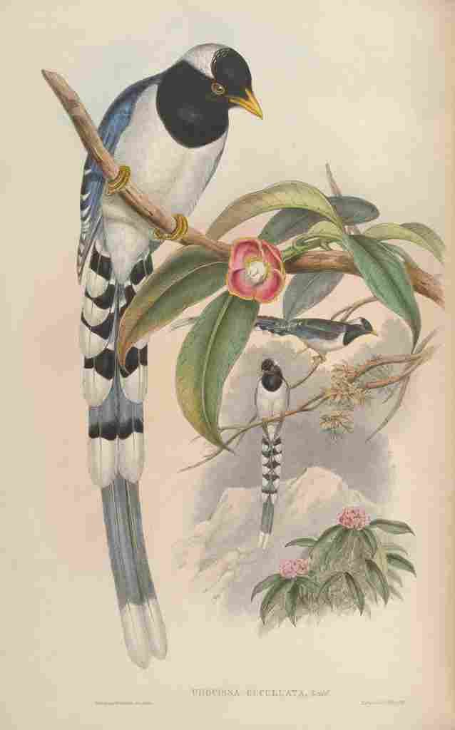 Gould John White capped Blue Pie A4 Photo Print