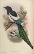 Gould John White winged Magpie A4 Photo Print