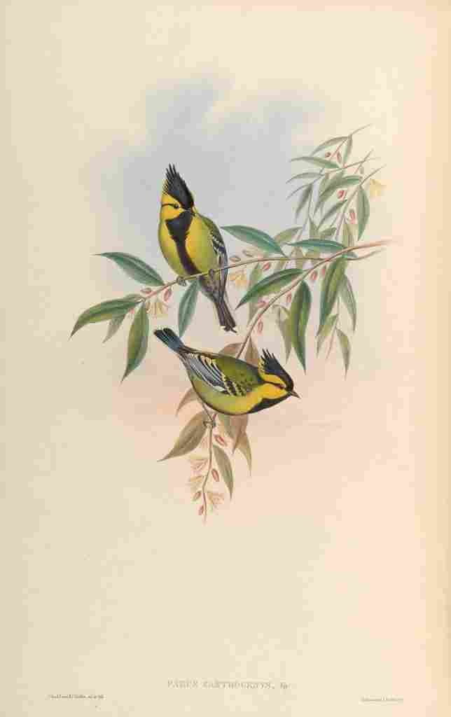 Gould John Yellow cheeked Tit A4 Photo Print
