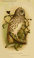 Grönvold Henrik Sokotra 1903 Scops Owl A4 Photo Print