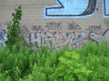 Graffiti Murals Street Art 0559 13499472 A4 Photo Print