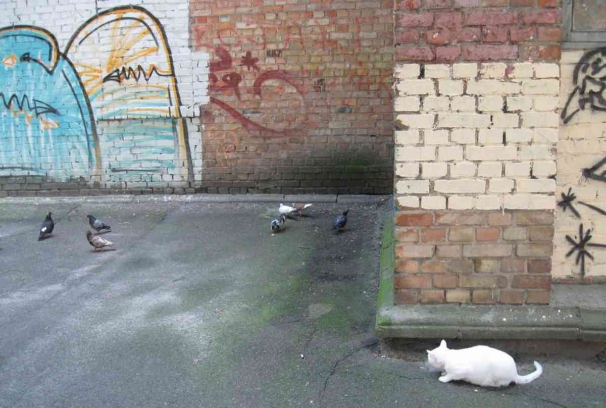 Graffiti Murals Street Art 1441 1381517 f21efc58 A4 Photo Print