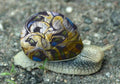 Graffiti Murals Street Art 2 Snail 2 A4 Photo Print