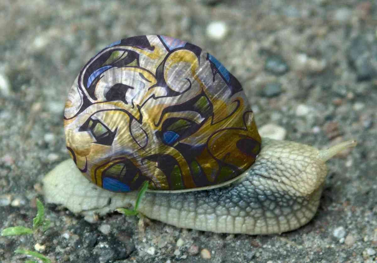 Graffiti Murals Street Art 2 Snail 2 A4 Photo Print