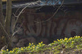 Graffiti Murals Street Art 510 graffiti next A4 Photo Print