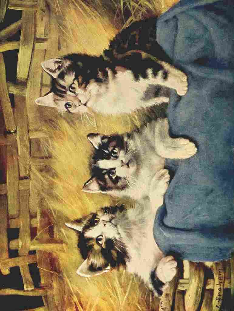 Graham E Birds and Nature 1901 Kittens A4 Photo Print