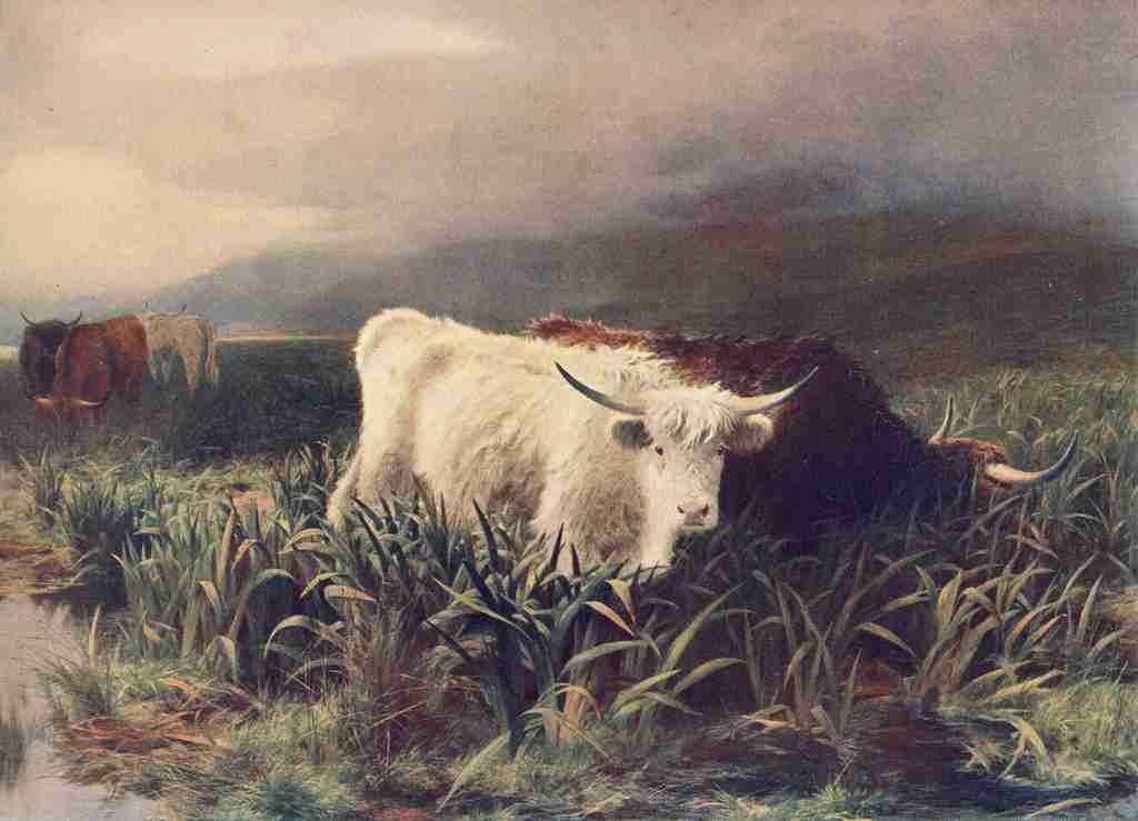 Graham P 1905 Moorland Rovers 1876 A4 Photo Print
