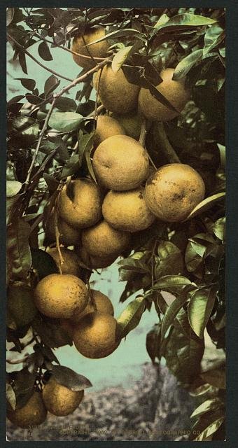 Grape fruit Vintage A4 Photo Print