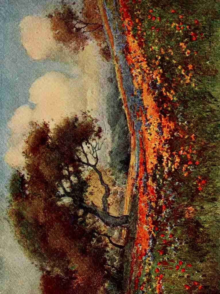 Gray Henry Percy 1869 1952  On Sunset Highways 1921 Poppies & Lupines A4 Photo Print