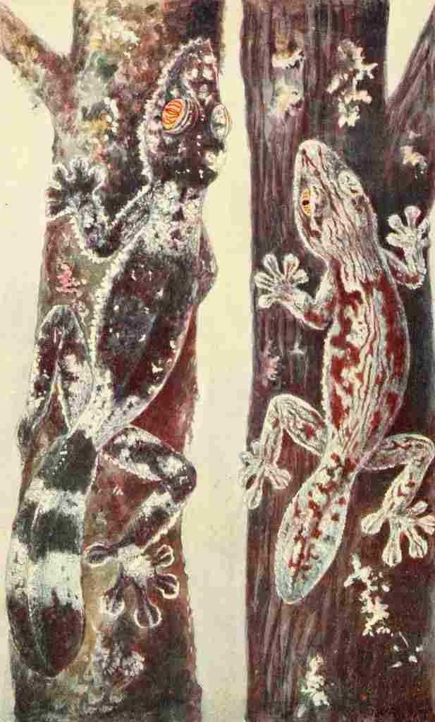 Green James 1912 Bark Geckos of Madagascar A4 Photo Print