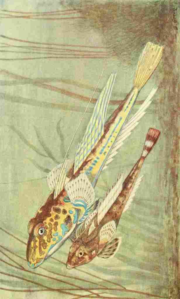 Green James 1912 Male & Female Dragonet A4 Photo Print