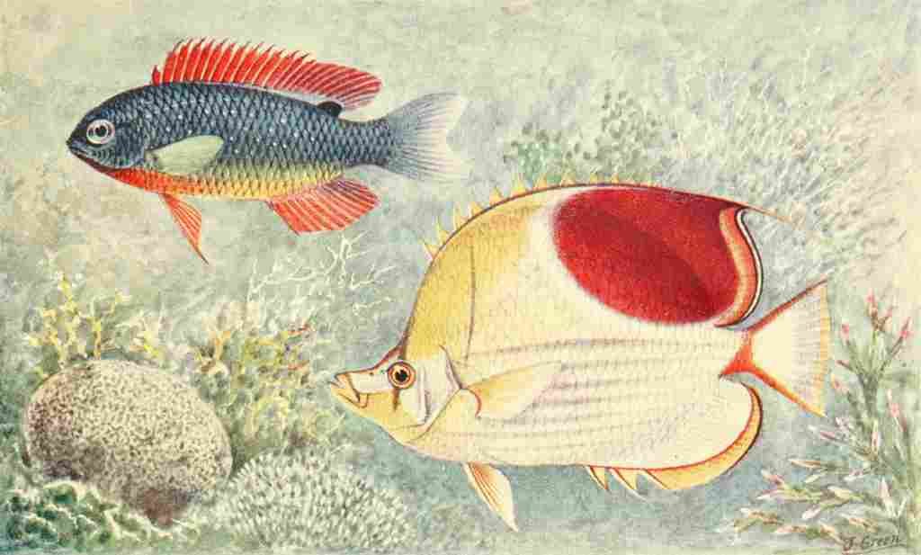 Green James 1912 Tropical Fish from Samoa & East Indies A4 Photo Print