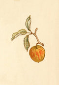 Greenaway Kate 1846 1901 Language of Flowers 1884 Apple A4 Photo Print