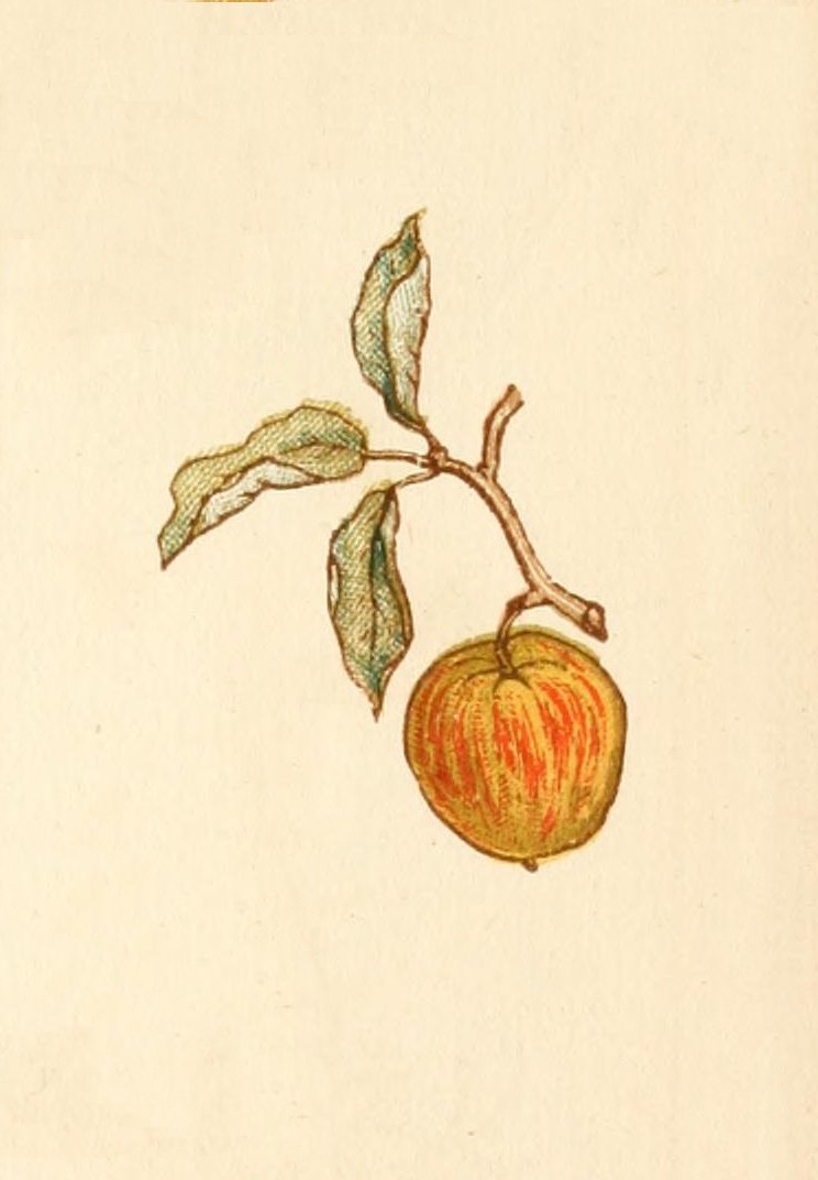 Greenaway Kate 1846 1901 Language of Flowers 1884 Apple A4 Photo Print