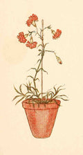 Greenaway Kate 1846 1901 Language of Flowers 1884 Carnation pot A4 Photo Print