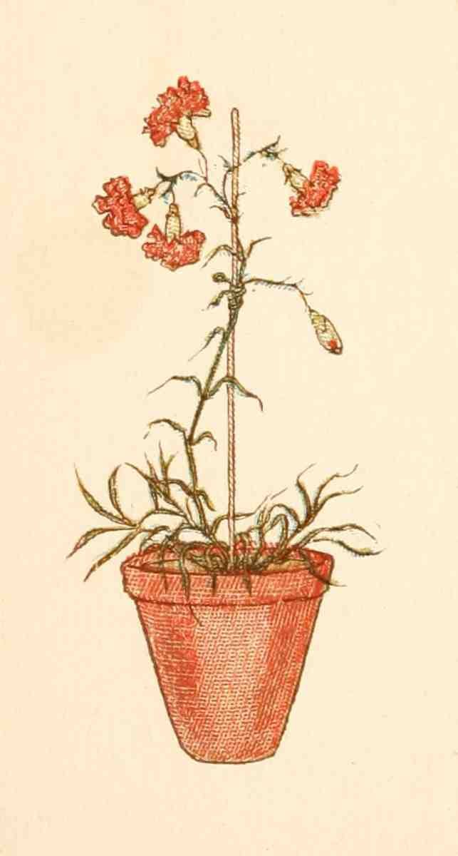 Greenaway Kate 1846 1901 Language of Flowers 1884 Carnation pot A4 Photo Print